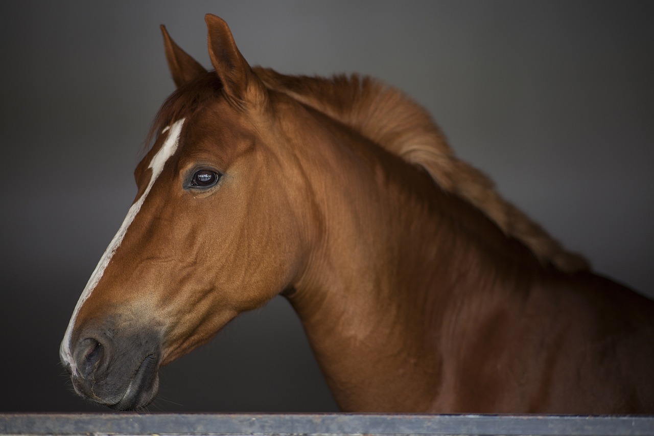 Mastering Horse Drawing: A Comprehensive Guide